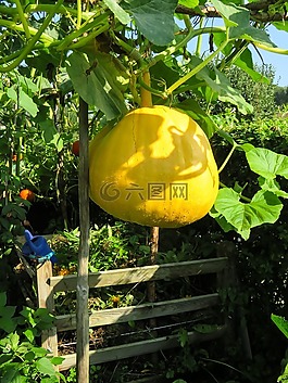 吃,食品,蔬菜