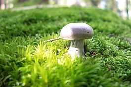 蘑菇,森林,冠軍