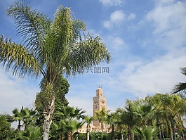 棕櫚樹(shù),馬拉喀什,摩洛哥