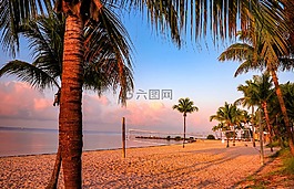 arecaceae,海滩,海岸