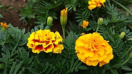 万寿菊,鲜花,黄色