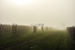 葡萄園,霧,葡萄藤