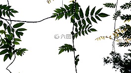 大自然,葡萄藤,梗