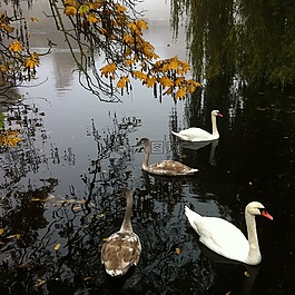 天鵝,公園,秋季