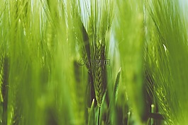 特寫,糧食,草