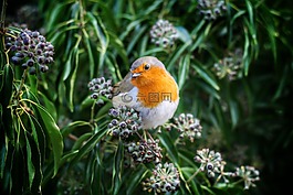 鳥嘴,鳥,歐洲知更鳥