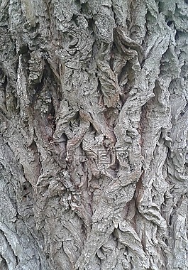樹,吠,結(jié)構(gòu)
