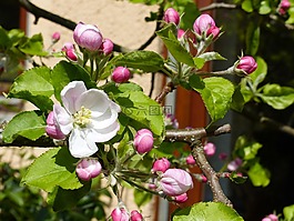 春天,蘋(píng)果花,性質(zhì)