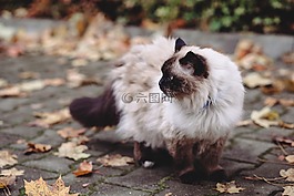 動物,秋,背景