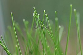 韭菜,細(xì)節(jié),食物