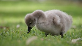 小鵝,嬰兒,天鵝