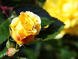 玫瑰,黃色,花