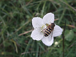 蜜蜂,花,草