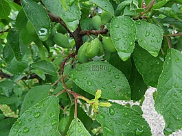 綠色,葉子,水