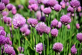 韭菜,香蔥場,香料