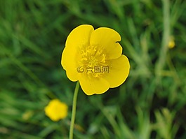 毛茛,關(guān)閉,夏季