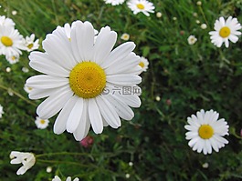 瑪格麗特,花,黃色