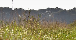 草,草甸,羅莎