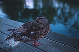 動(dòng)物,鳥(niǎo)嘴,鳥(niǎo)