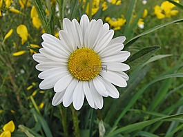 瑪格麗特,雛菊,黃色白色
