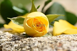 玫瑰,花,schnittblume
