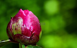 牡丹,芽,花