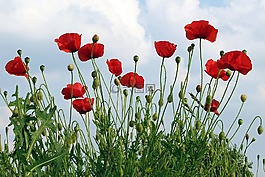 罌粟,klatschmohn,春花