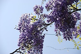 性質(zhì),植物,藍色