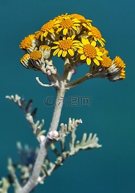 花卉,黃色花,植物