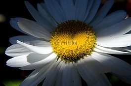 黛西,花卉,性質(zhì)