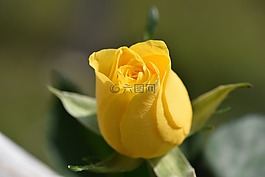 花,開花,黃色
