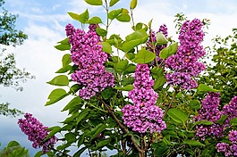 紫丁香,觀賞灌木,鮮花