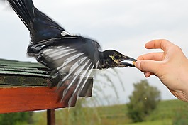 鳥,動物,性質(zhì)