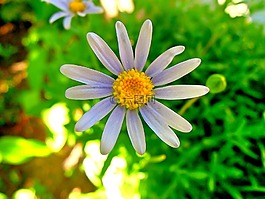 花,白,野生花卉