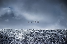 冷,森林,景觀