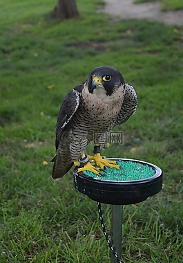 鳥,動物,性質(zhì)