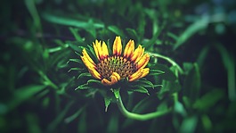 自然,夏天,植物區(qū)系