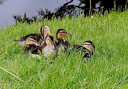 鴨,小雞,幼畜