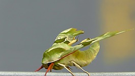 夹竹桃猫头鹰,蝴蝶,昆虫