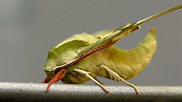 夹竹桃猫头鹰,蝴蝶,昆虫