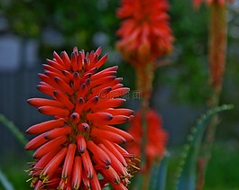 本機,動物群,花