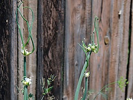 洋葱,植物,绽放
