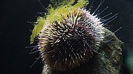 海膽,海刺猬,海洋
