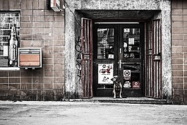 動(dòng)物,臟,狗