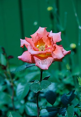 玫瑰,花卉,粉色