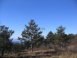 林,天空,樹