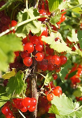 醋栗,紅色,灌木