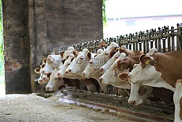 動物,哺乳動物,牛