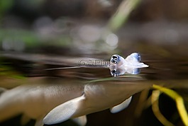 魚,水,海