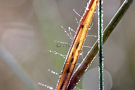 水滴,拖放,露珠